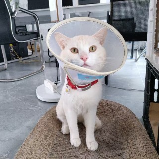 公司的小猫们mmexport1748171037137.jpg
