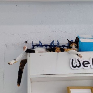 公司的小猫们mmexport1748171121912.jpg