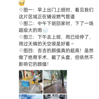 公司的小猫们img_20250525_190554.jpg