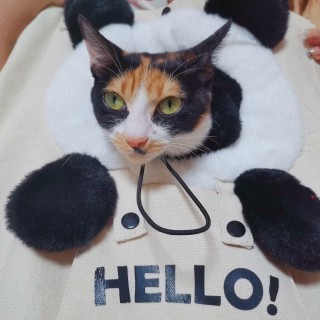 公司的小猫们mmexport1741167395023.jpg
