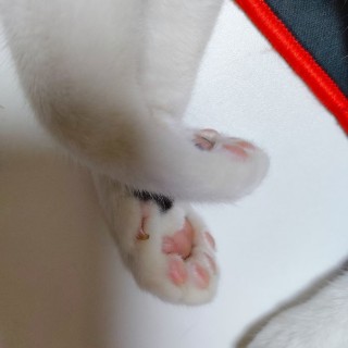 公司的小猫们mmexport1741166229807.jpg
