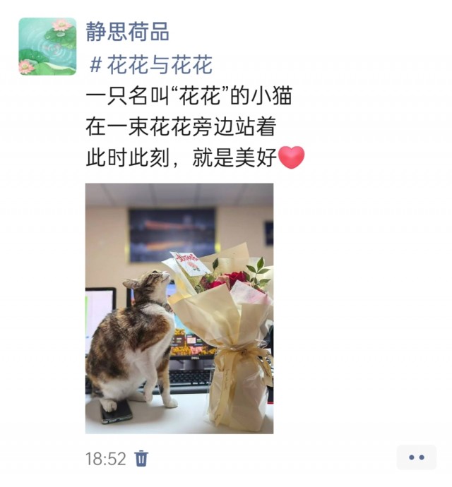 公司的小猫们img_20250307_185523.jpg
