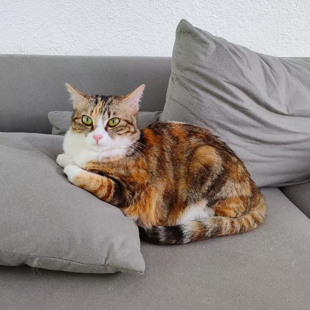 公司的小猫们mmexport1744882238844.jpg