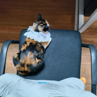 公司的小猫们mmexport1741227569130.jpg