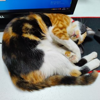 公司的小猫们mmexport1741167968024.jpg