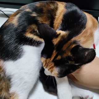 公司的小猫们mmexport1741227815118.jpg