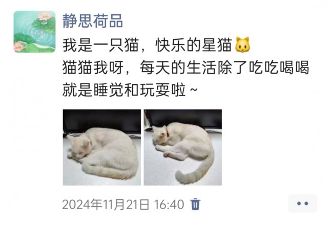 公司的小猫们img_20250306_103741.jpg