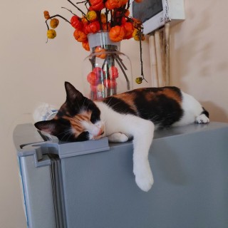 公司的小猫们mmexport1741227957284.jpg