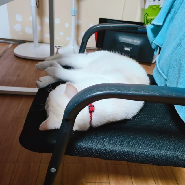 公司的小猫们mmexport1741242496003.jpg