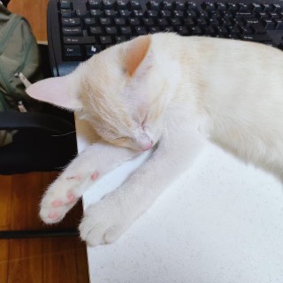 公司的小猫们mmexport1741167142600.jpg