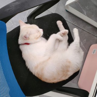 公司的小猫们mmexport1744021078062.jpg