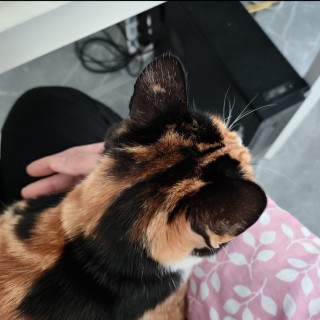 公司的小猫们img_20250401_192141.jpg
