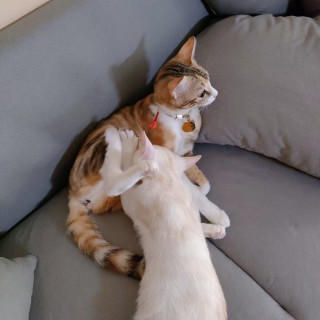 公司的小猫们mmexport1741167586386.jpg