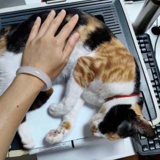 公司的小猫们mmexport1741228476169.jpg
