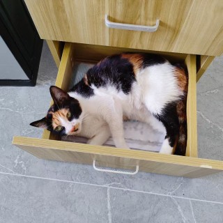 公司的小猫们mmexport1745311932342.jpg