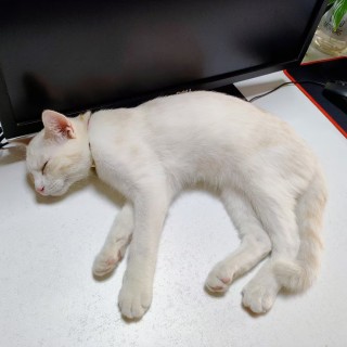 公司的小猫们mmexport1741225746713.jpg