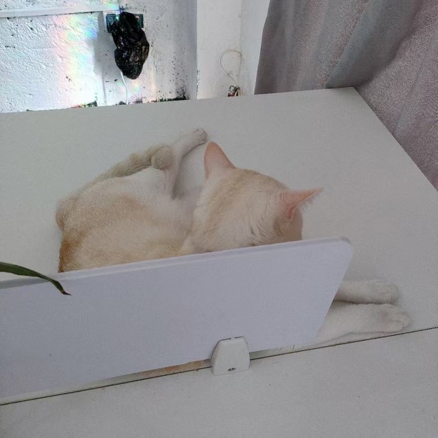 公司的小猫们mmexport1742894959509.jpg