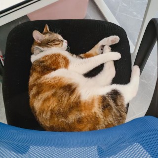 公司的小猫们mmexport1745485339463.jpg