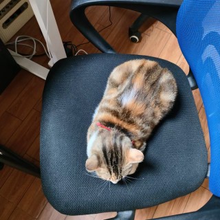公司的小猫们mmexport1741227810598.jpg