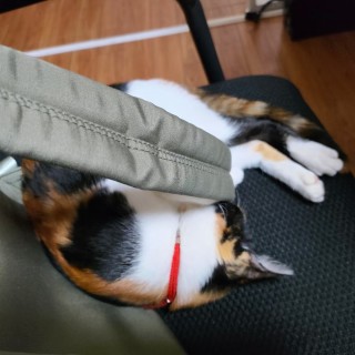 公司的小猫们mmexport1741167388150.jpg