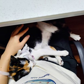 公司的小猫们mmexport1741227579832.jpg