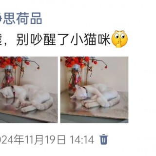 公司的小猫们img_20250306_103731.jpg