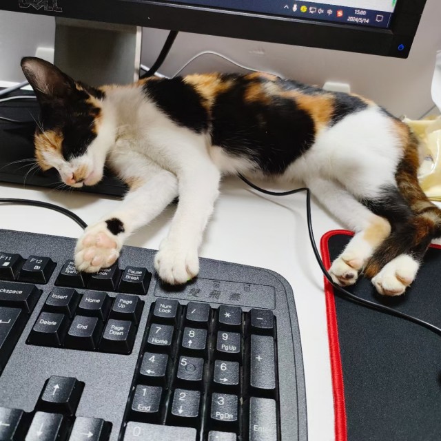 公司的小猫们mmexport1741167281626.jpg