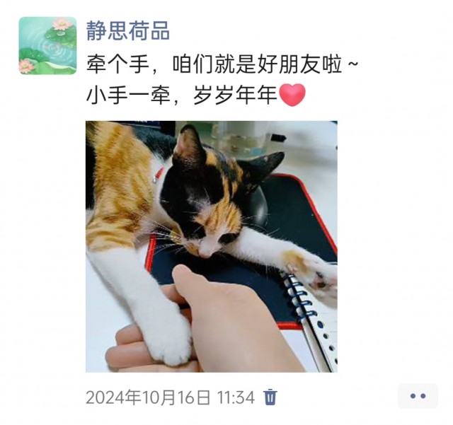 公司的小猫们img_20250306_095231.jpg