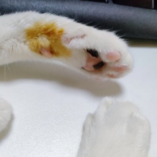 公司的小猫们mmexport1741165804270.jpg