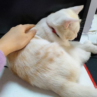 公司的小猫们mmexport1741229630964.jpg