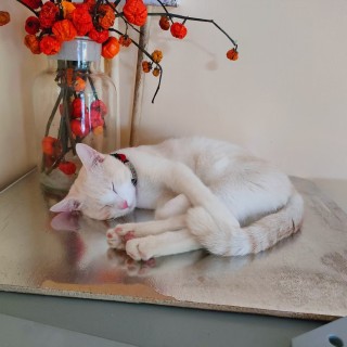 公司的小猫们mmexport1741228505429.jpg