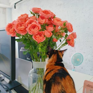 公司的小猫们mmexport1745744282825.jpg