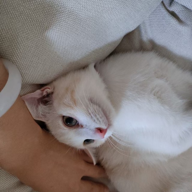 公司的小猫们