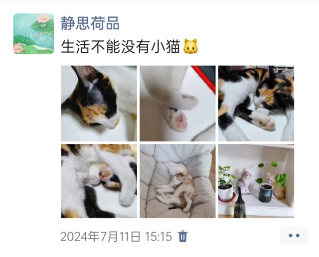 公司的小猫们img_20250305_171832.jpg
