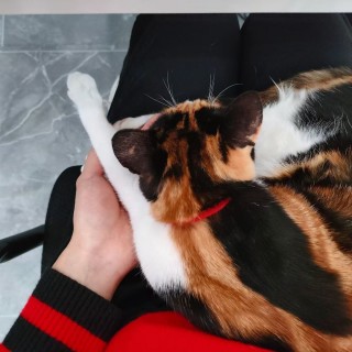公司的小猫们mmexport1743675360308.jpg