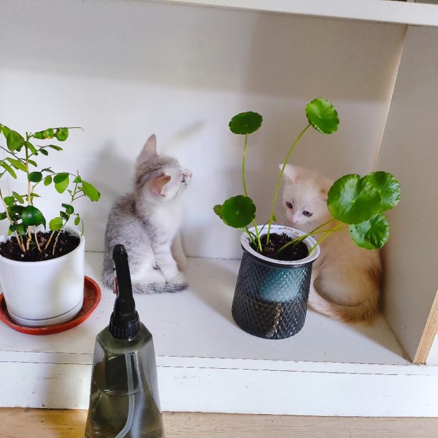 公司的小猫们mmexport1741166244879.jpg