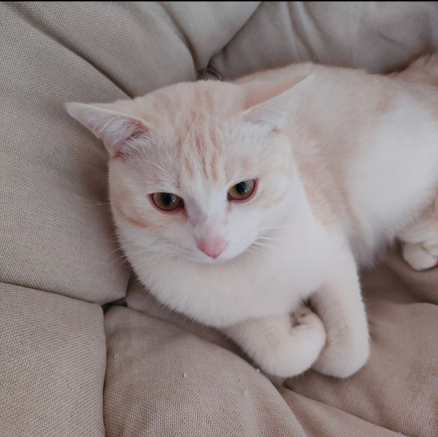 公司的小猫们img_20250307_144611.jpg