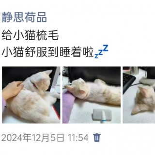 公司的小猫们img_20250306_105526.jpg
