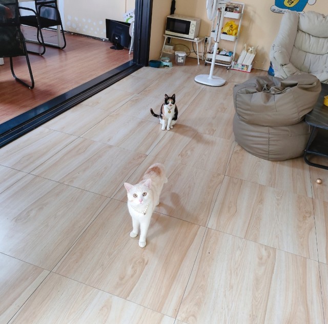 公司的小猫们img_20250313_184958.jpg