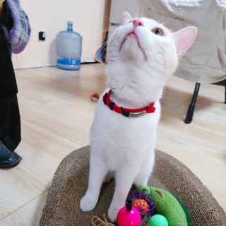 公司的小猫们mmexport1741242443136.jpg