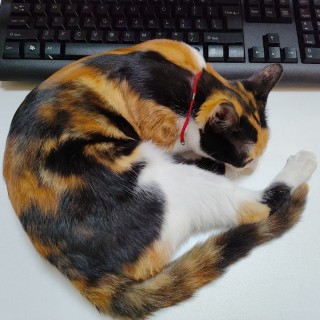 公司的小猫们mmexport1741165808879.jpg
