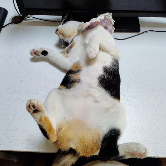 公司的小猫们mmexport1741227899964.jpg
