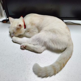 公司的小猫们mmexport1741228520278.jpg