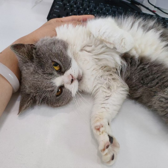 公司的小猫们mmexport1747303791967.jpg