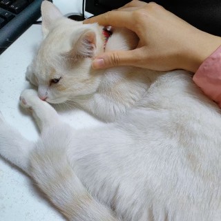 公司的小猫们mmexport1741229662169.jpg