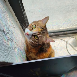 公司的小猫们img_20250401_192158.jpg