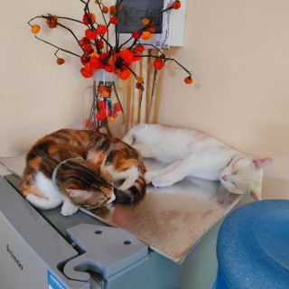 公司的小猫们mmexport1741229493733.jpg