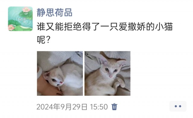 公司的小猫们img_20250305_174323.jpg