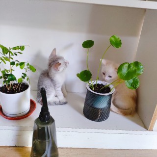 公司的小猫们mmexport1741166244879.jpg