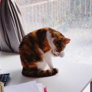 公司的小猫们img_20250327_181223.jpg